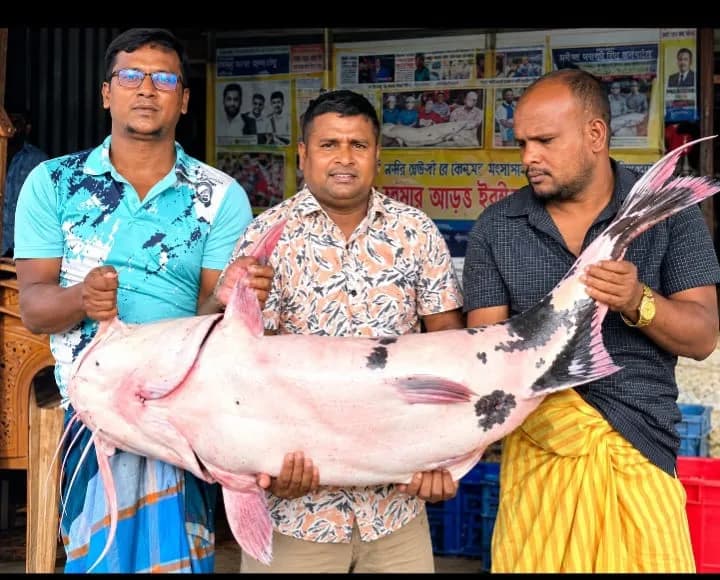পদ্মা-যমুনার মোহনায় দৌলতদিয়ায় জেলের জালে বাঘাইড় মাছ